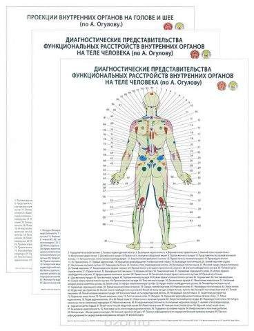 Проекционные точки на теле человека по Огулову