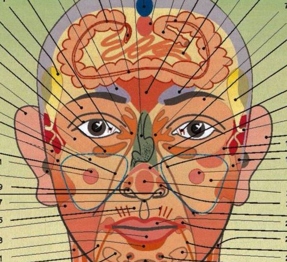 Огулов проекционные зоны внутренних органов на лице