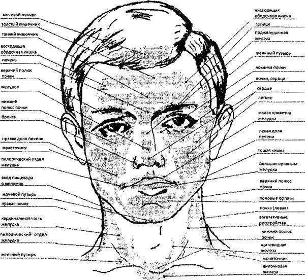 Огулов проекционные зоны внутренних органов на лице человека