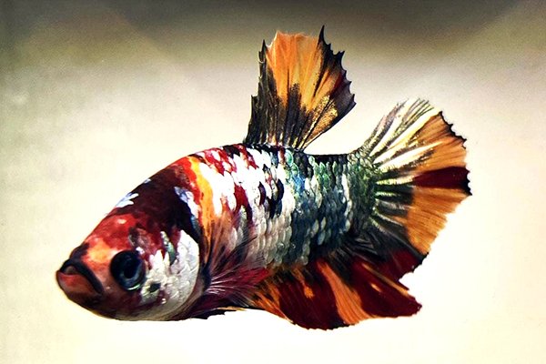 Петушок плакат кои