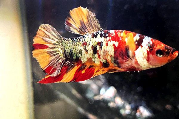 Петушок мультиколор плакатный