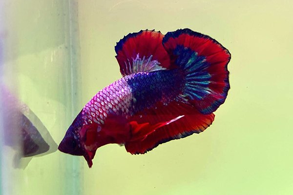 Петушок плакат красный