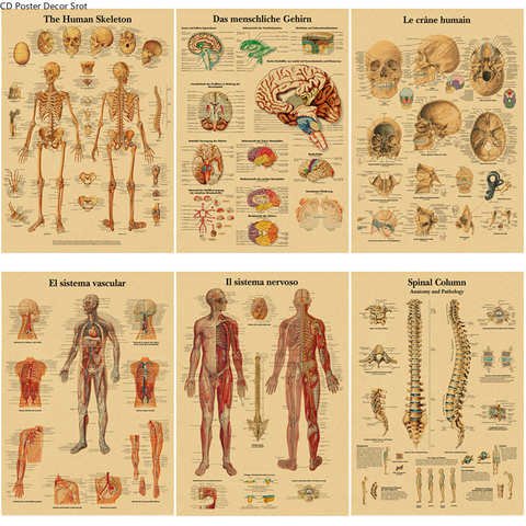 Плакаты по анатомии человека