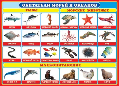 Плакат. Морские животные