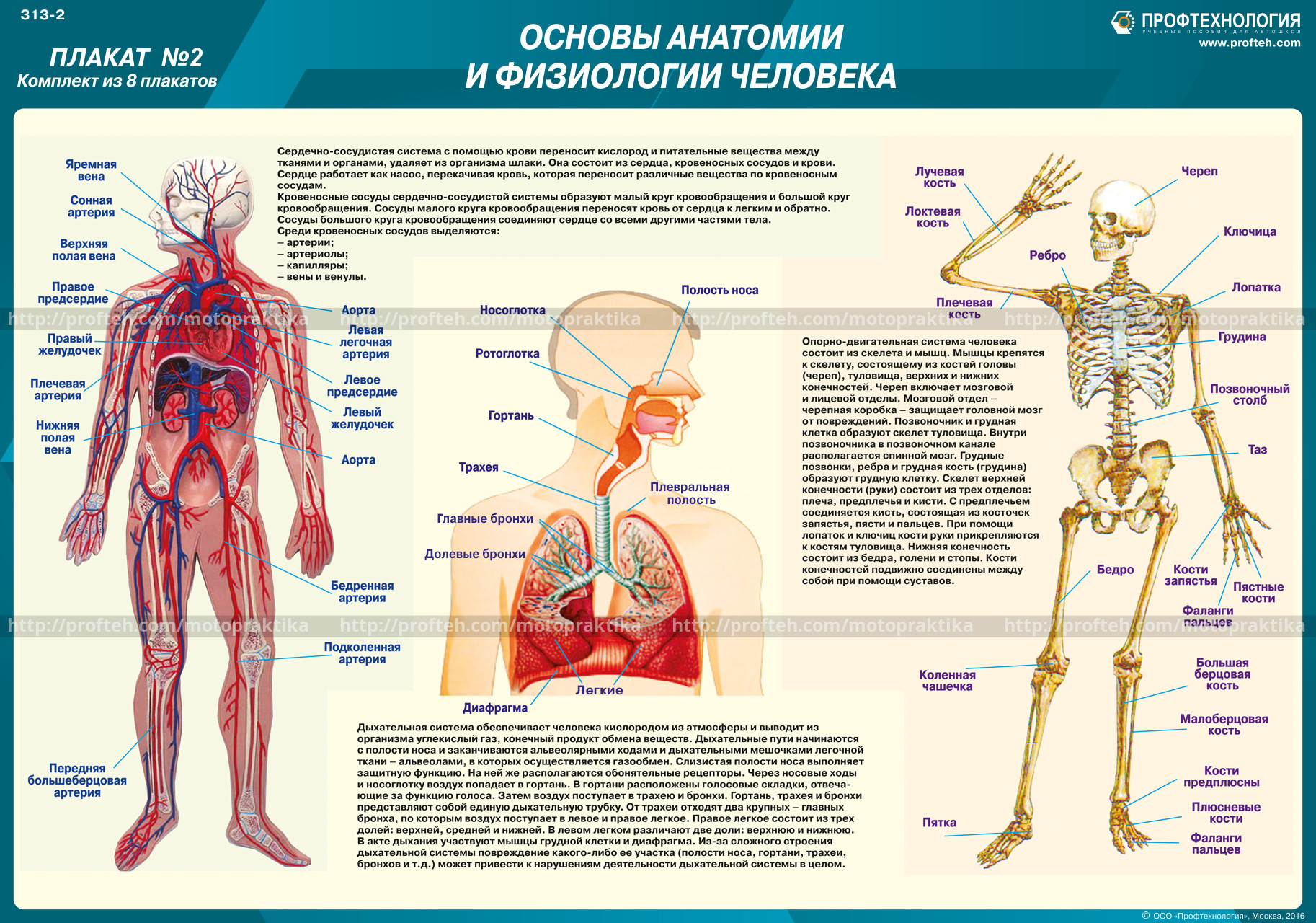 Строение человека органы названия. Скелетная система человека плакат. Строение тела человека. Тело человека анатомия.