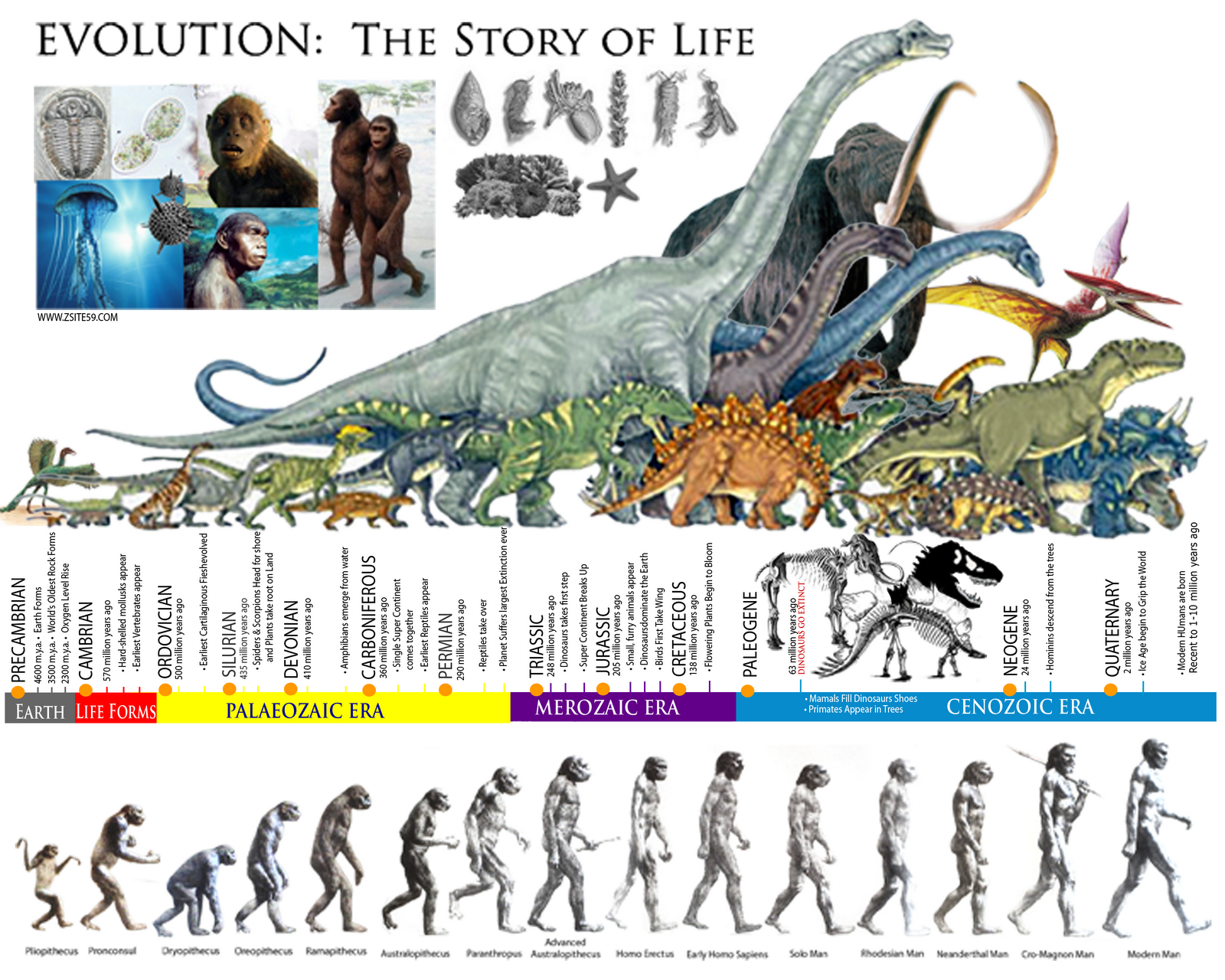 Эры развития человека. Периоды жизни динозавров на земле таблица по Эрам. Эпохи развития человечества. Эволюция и развитие жизни на земле. Этапы эволюции динозав.