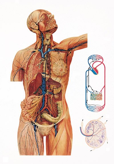 Лимфатическая система плакат