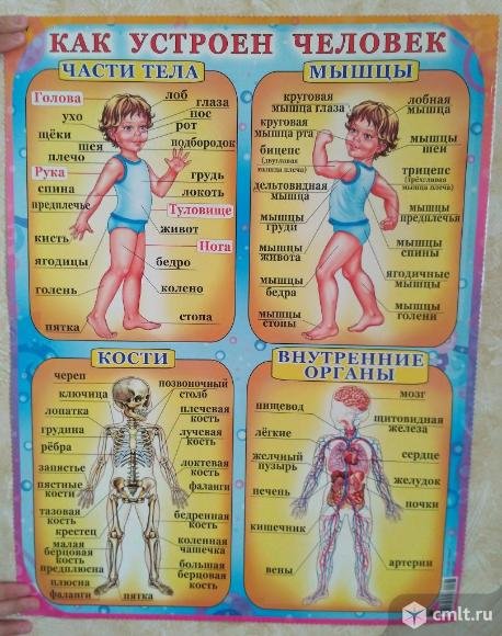 Как устроен человек для детей
