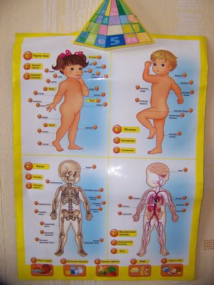Плакат анатомия человека для детей