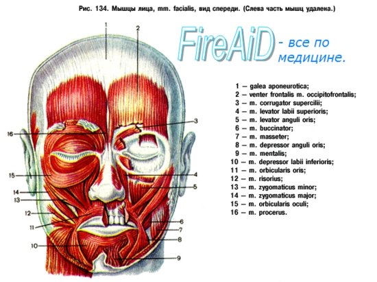 Схема мышц лица человека