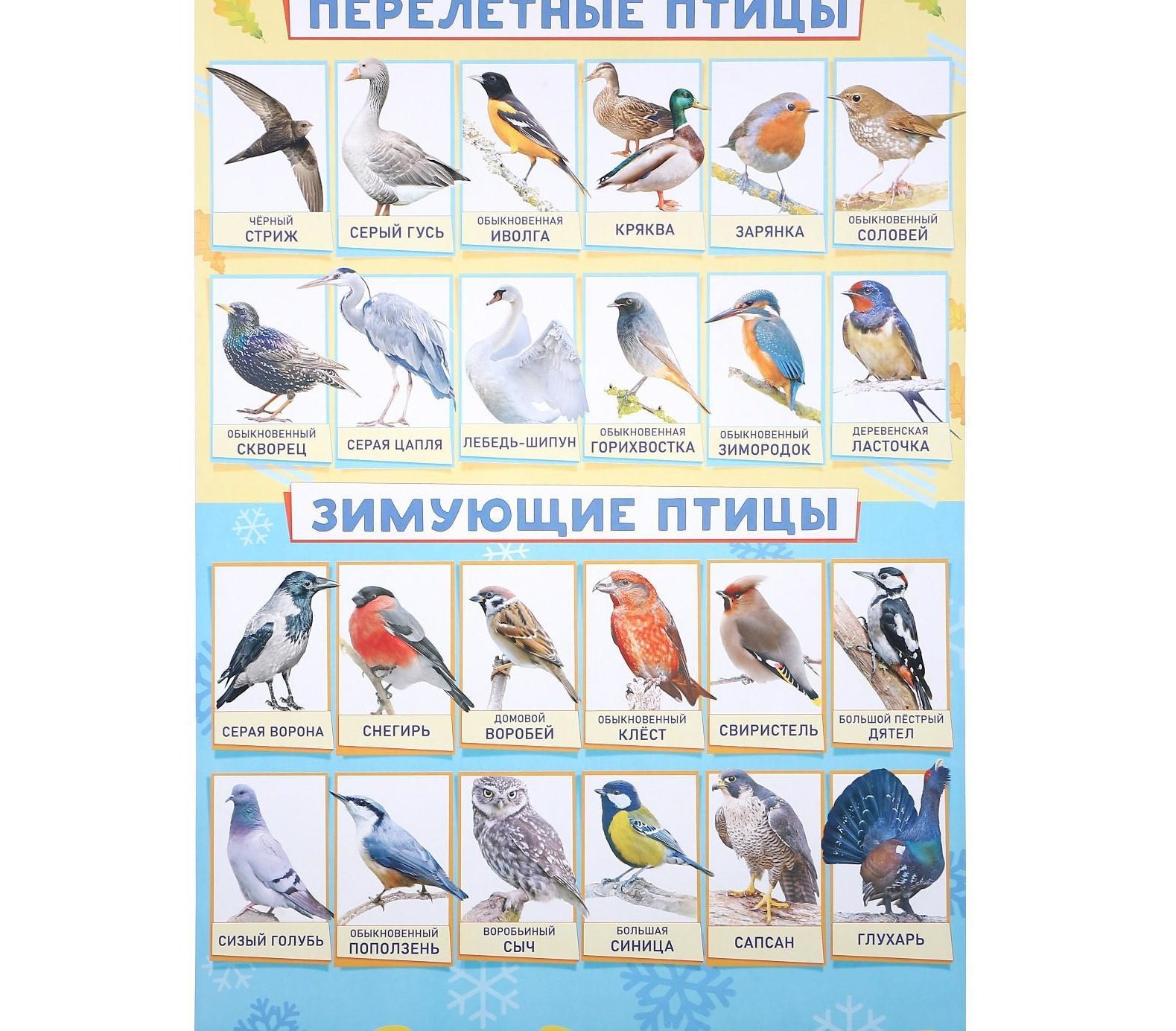 перелетные птицы картинки для детей демонстрационный материал