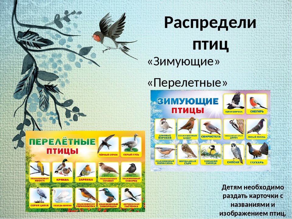 Календарное планирование в подготовительной перелетные птицы. Перелетные и зимующие птицы. Перелётные птицы и зимующие птицы. Зимующие и перелетные птицы для дошкольников. Зимующие и перелётные птицы для детей дошкольного возраста.