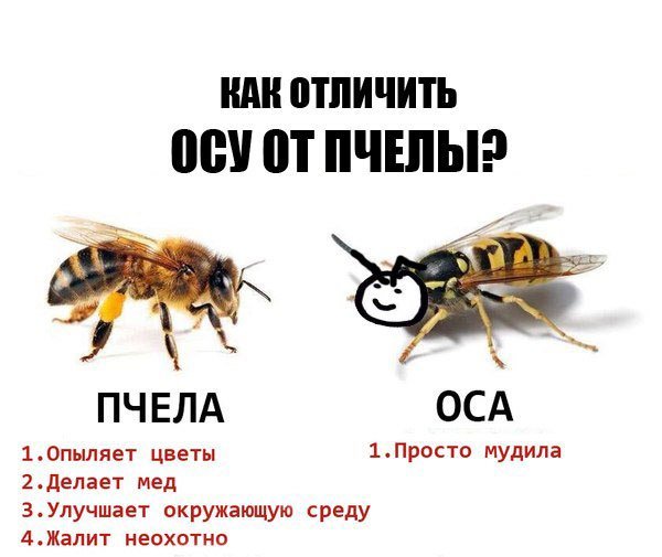 Мемы про ОС И пчел