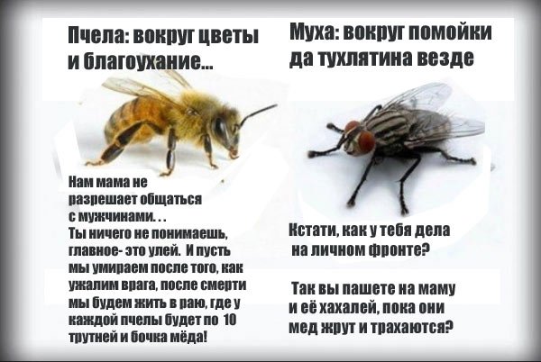 Муха и пчела