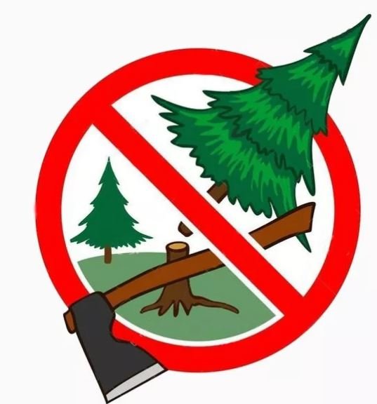 Рисунок на тему не рубите елки