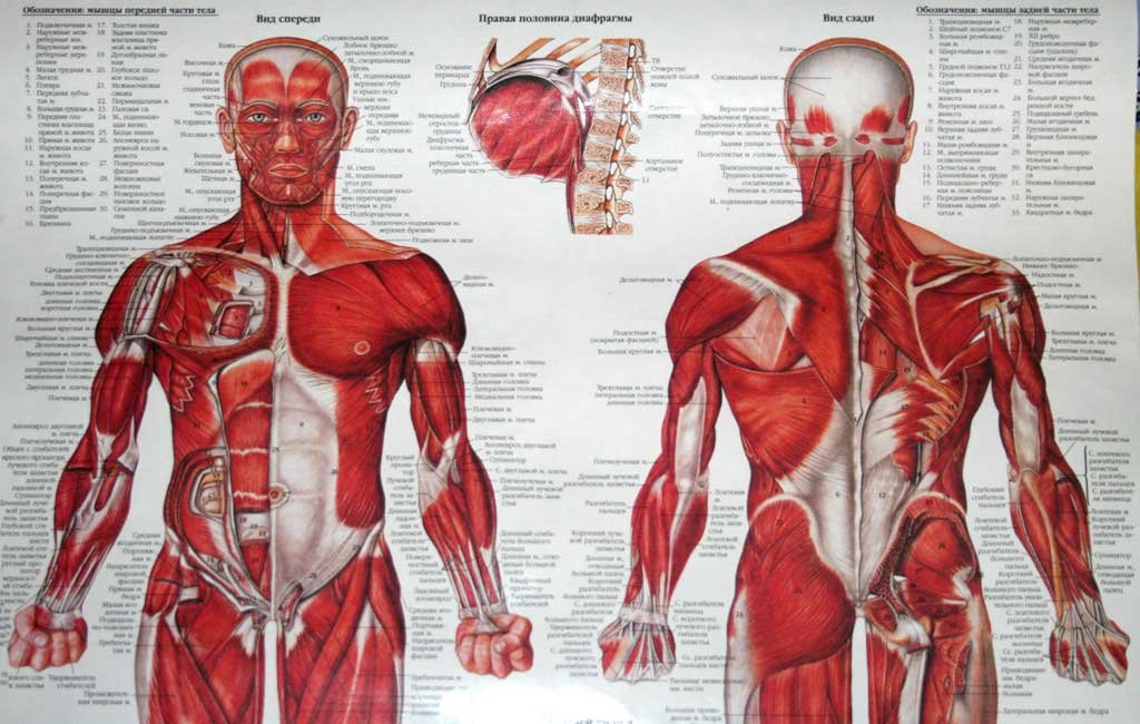 Мышцы человека для массажиста фото описание
