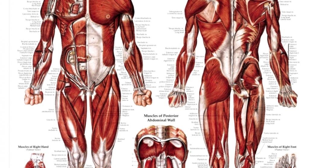 Мышцы человека для массажиста фото описание