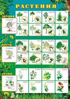 Растения. Плакат