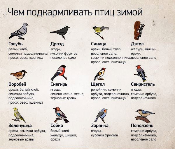 Покорми птиц зимой для дошкольников