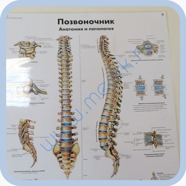Позвоночник анатомия и патология