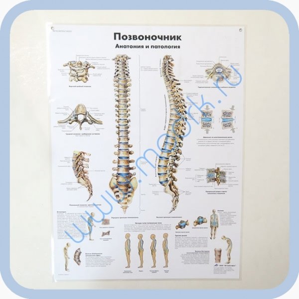 Позвоночник с номерами позвонков