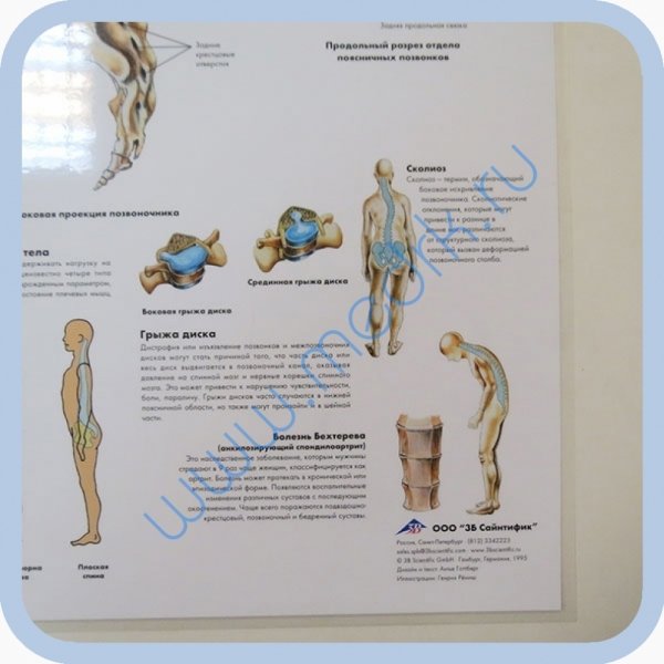Плакаты тазы