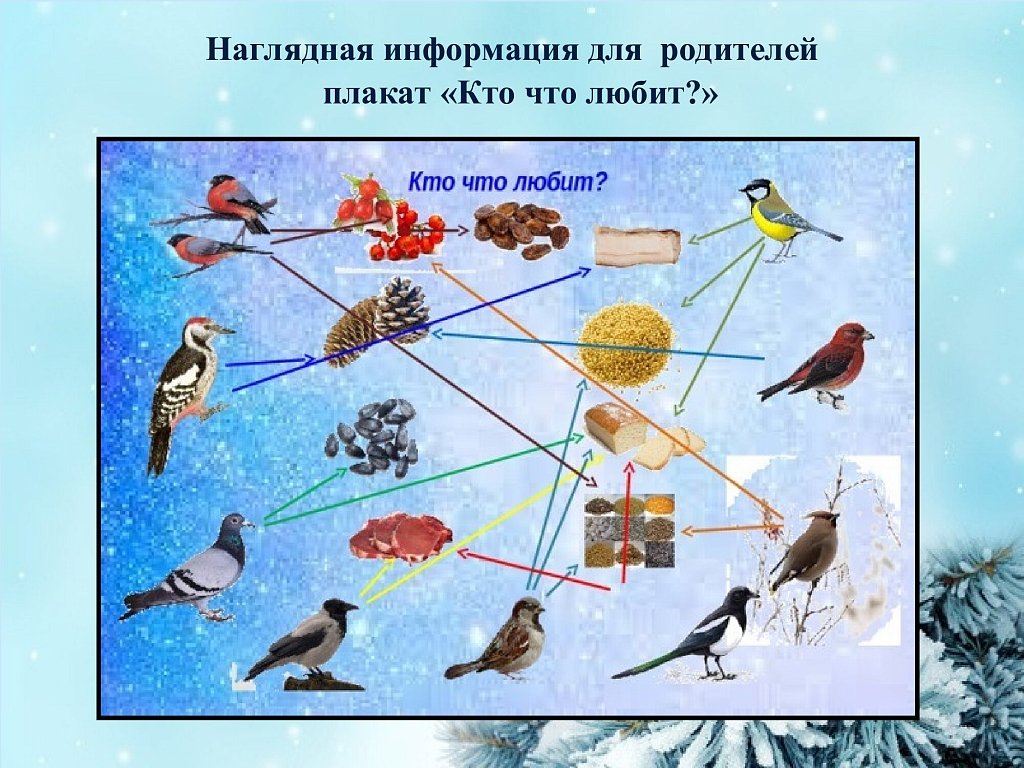 Плакат зимующие и перелетные птицы. Зимующие птицы для дошкольников. Важная птица. План проекта зимующие птицы.