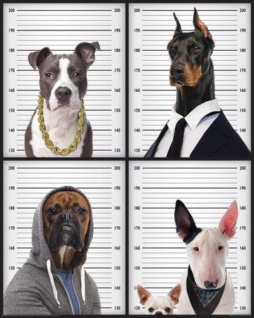 Кинолог плакат