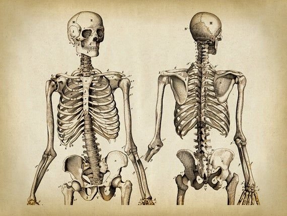 Скелет плакат