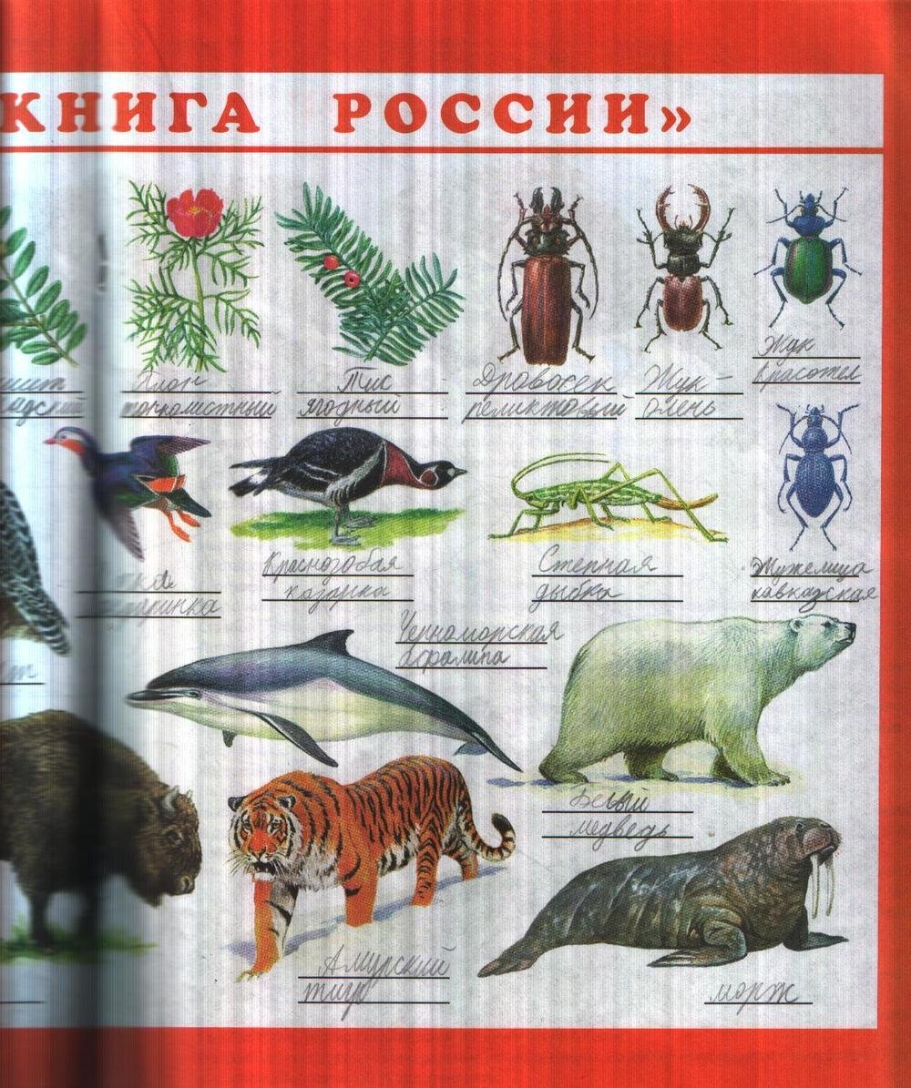 Растения и животные красной книги рисунки