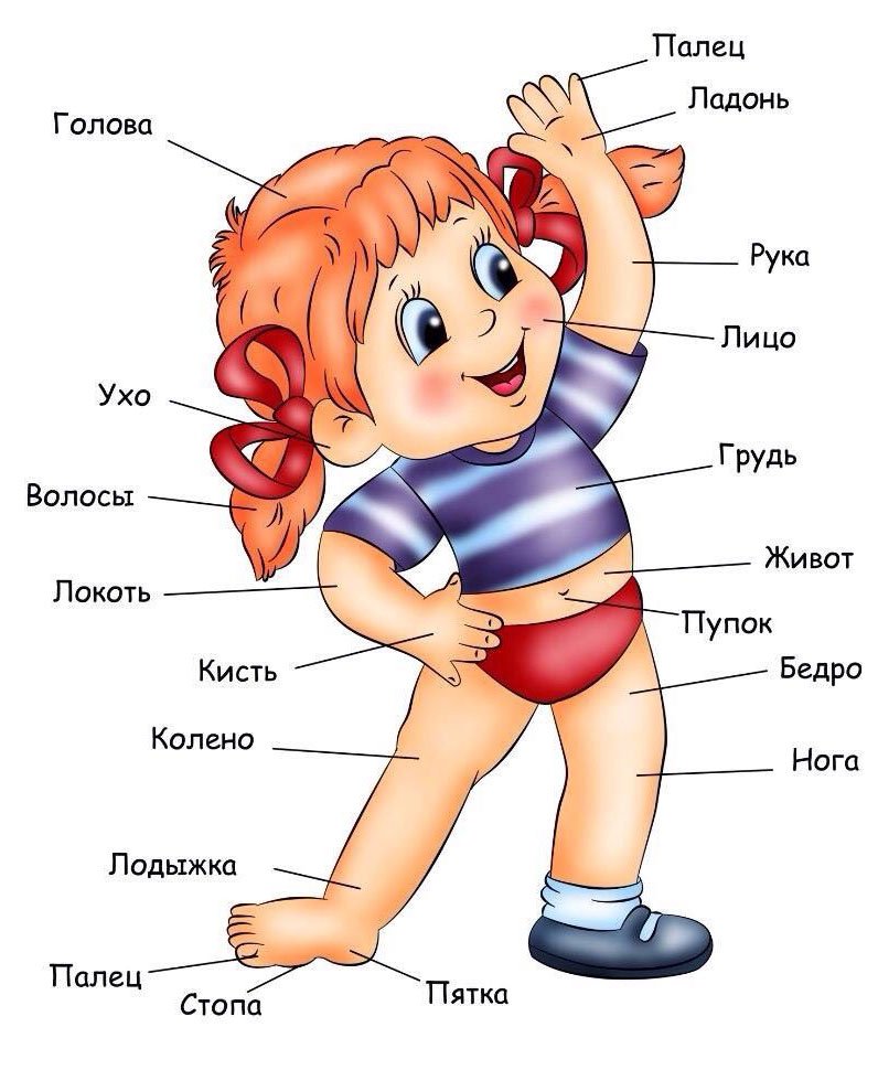Картинка тело человека для детей. Части тела для детей.