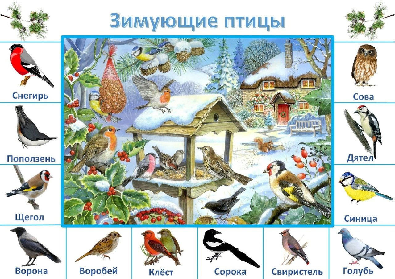 Зимующие птицы плакат для дошкольников