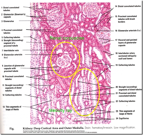 Строение мозгового вещества почки гистология