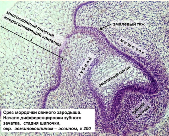 Образование дентина и эмали гистология препарат