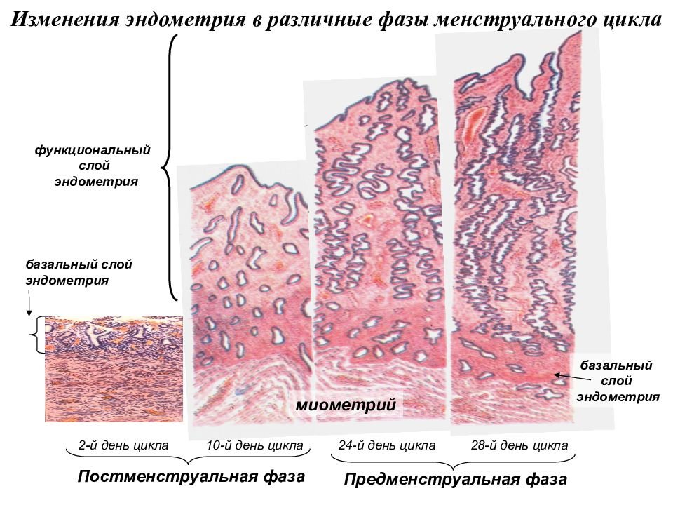 Виды эндометрия. Функциональный слой эндометрия гистология. Структуры базального слоя эндометрия. Строение эндометрия гистология слои эндометрия. Строение эндометрия гистология.
