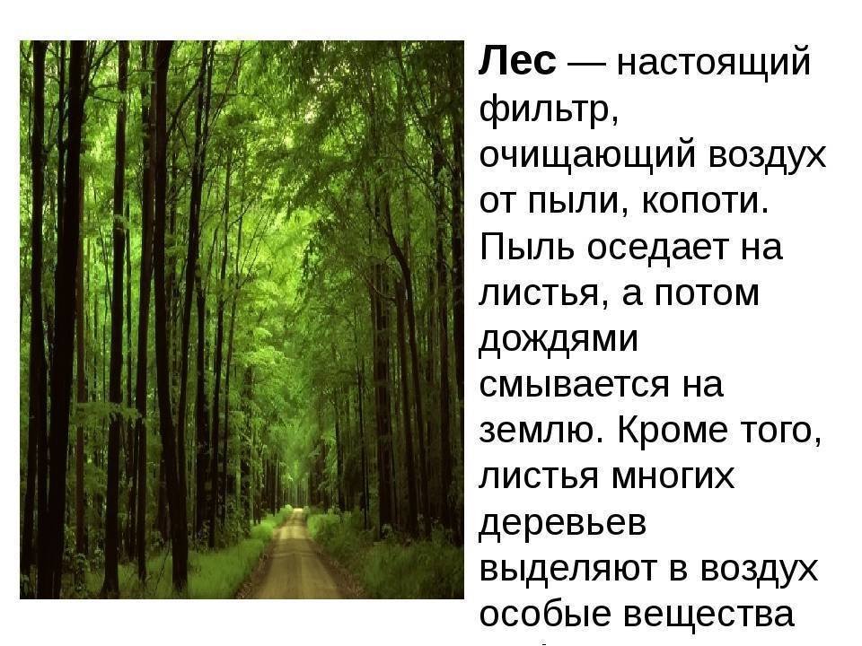 Какова роль леса в жизни человека. Роль леса в природе и жизни людей. Лес в жизни человека. Роль человека в лесу. Ролт Леа в жизи челоека.