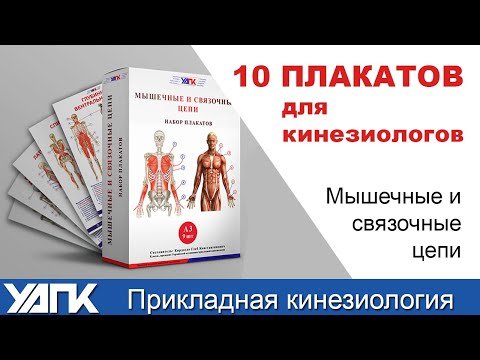 Набор плакатов для кинезиологов