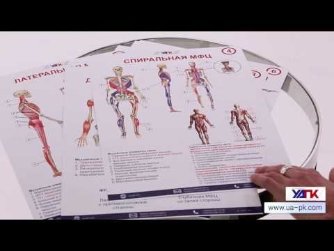 В плакате прикладной кинезиологии