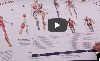 УАПК миофасциальные цепи