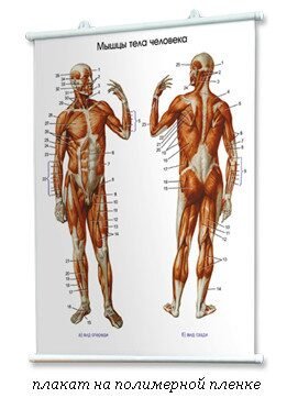 Плакаты по нормальной анатомии