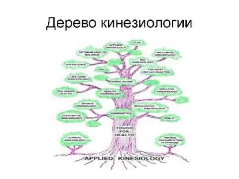 Барометр в кинезиологии