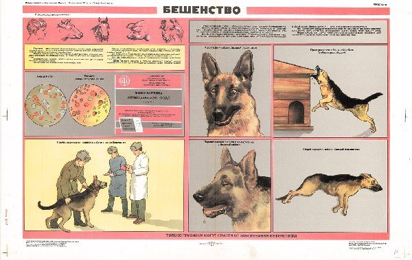 Анатомия собаки Ветеринария атлас
