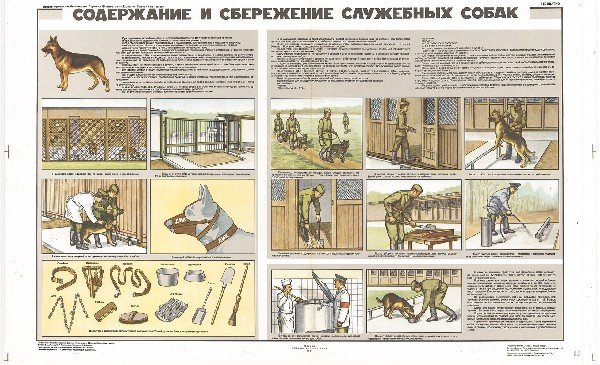 Породы собак для кинологов