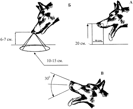 Служебные собаки таблица
