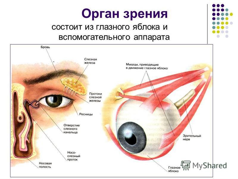 Вспомогательные строение глаза. Вспомогательный аппарат зрительного анализатора. Строение вспомогательного аппарата глаза схема. Вспомогательный аппарат глазного яблока анатомия. Строение органа зрения вспомогательный аппарат глаз.