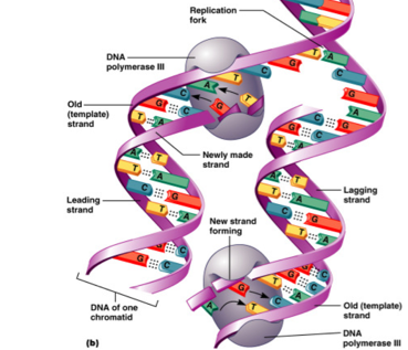 Репликация ДНК плакат
