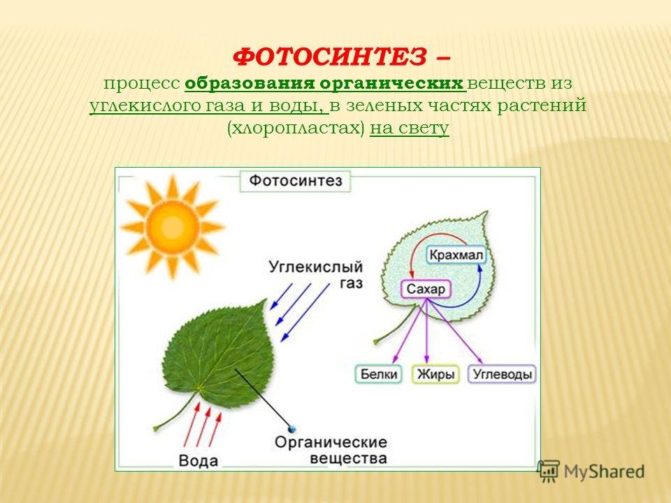 Роль фотосинтеза схема