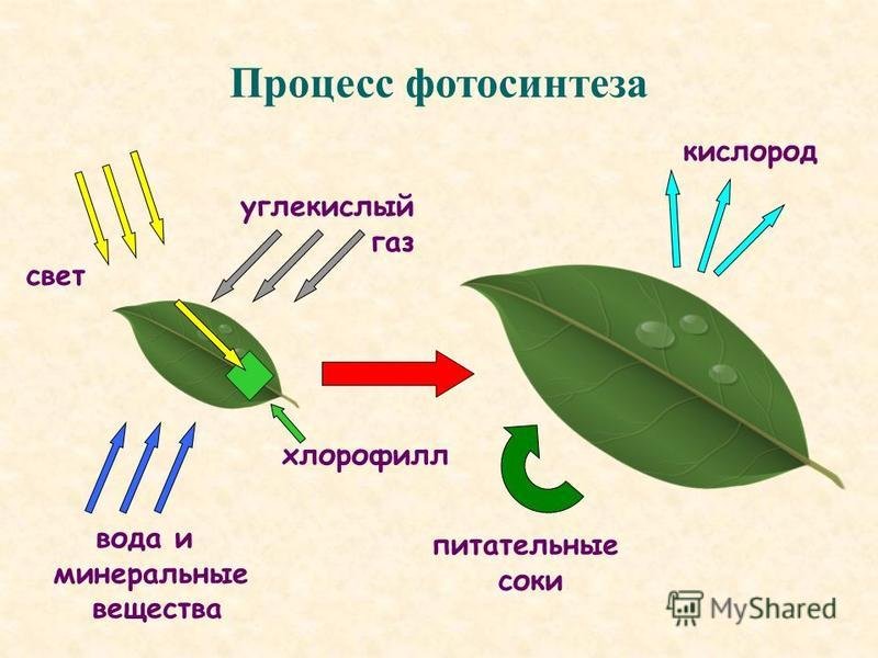 Нужен ли свет при фотосинтезе. Процесс фотосинтеза у растений рисунок. Схема фотосинтеза у растений. Биология 6 класс схема фотосинтеза у растений. Схема процесса фотосинтеза 6 класс биология.