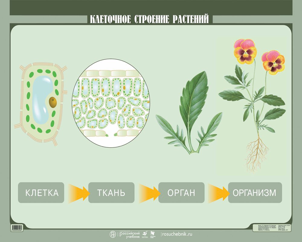Анатомия растений ботаника