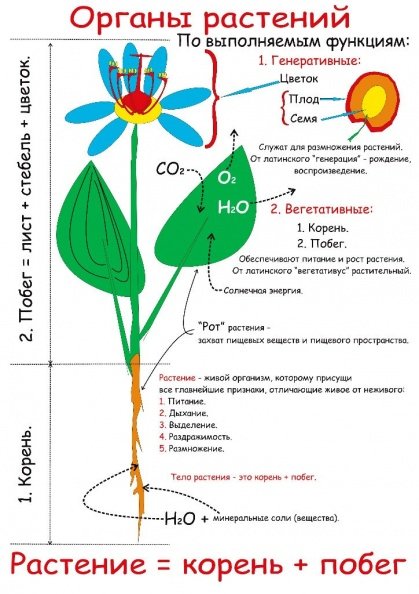 Части цветка: (стебель, листья, бутон, корни)